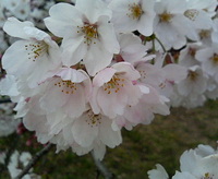 ファイル 1-1.jpg