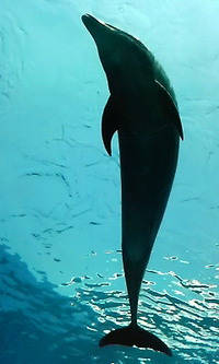 ファイル 11-1.jpg