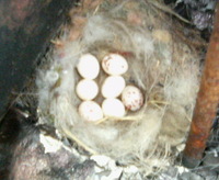 ファイル 5-1.jpg